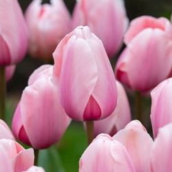 Tulp Salmon Impression Biologisch - Tulipa