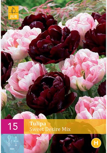 Tulpen Sweet Desire Mischung