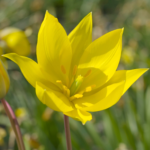 Tulipa Sylvestris - Wilde Tulpe