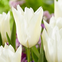 Tulpe White Triumphator