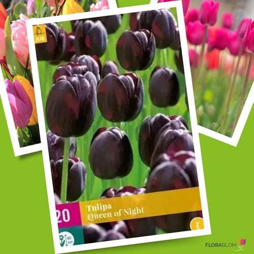 Tulpe Queen of Night
