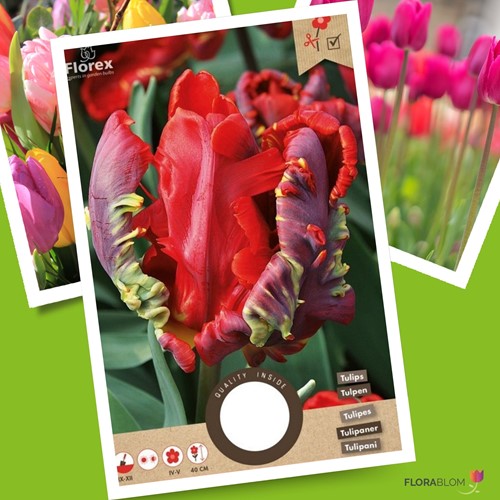 Tulpe Rococo