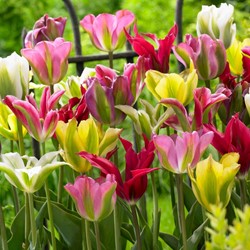Tulpe Viridiflora Gemischt - Tulipa