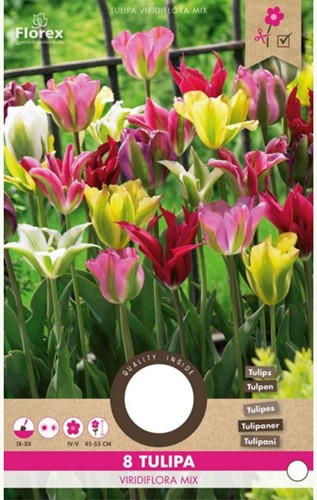 Tulpe Viridiflora Gemischt - Tulipa