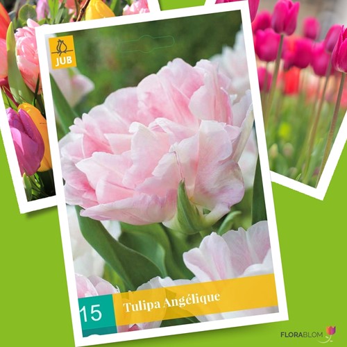 Tulpe Angelique