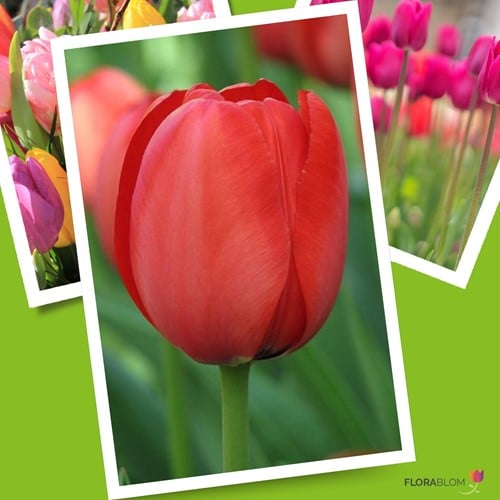 Tulpe Apeldoorn