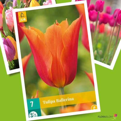 Tulpe Ballerina