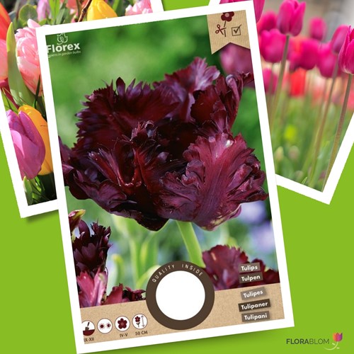 Tulpe Black Parrot