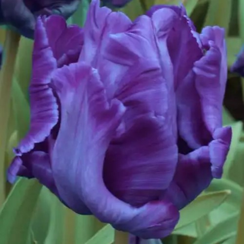 Tulpe Blue Parrot - Tulipa parrot
