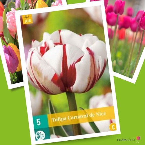 Tulpe Carnaval de Nice