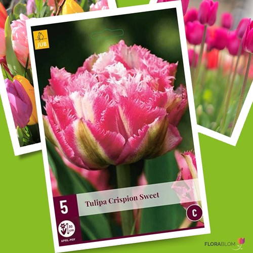 Tulpe Crispion Sweet