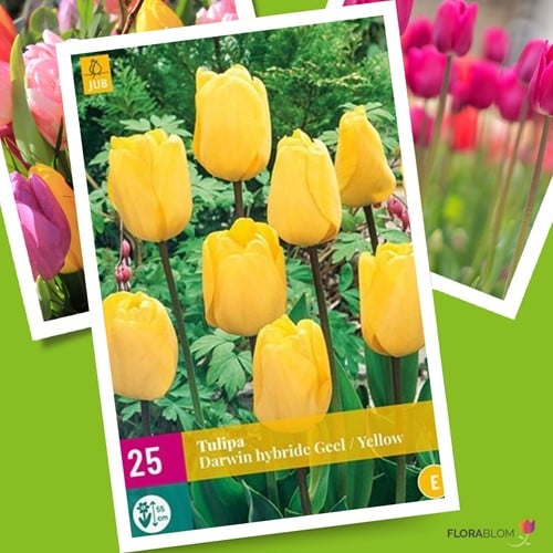 Tulpe Golden Apeldoorn
