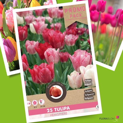 Tulpe Hemisphere