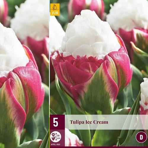 Tulpe Ice Cream - Tulipa double