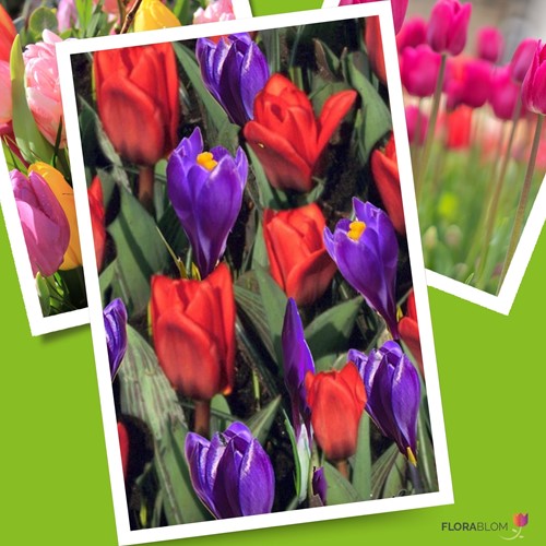 Tulpen und Krokusse Mischung