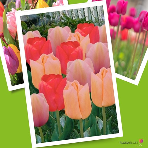 Tulpe Mango Dream Mischung