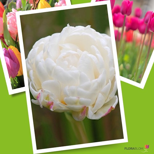 Tulpe Mount Tacoma
