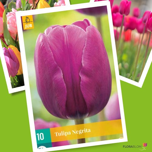 Tulpe Negrita - Tulipa triumph