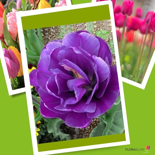 Tulpe Negrita Double - Tulipa