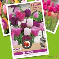Tulpe Pink Fantasy