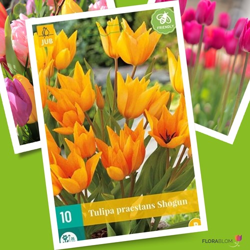 Tulpe Praestans Shogun