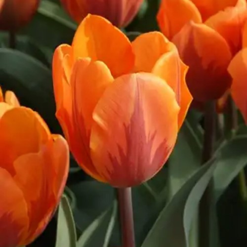Tulpe Prinses Irene