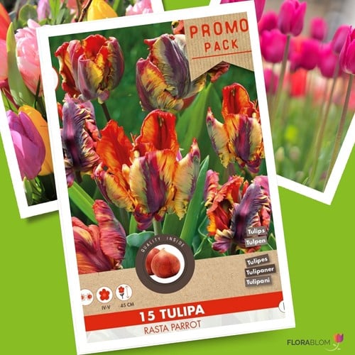 Tulpe Rasta Parrot