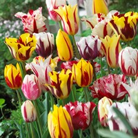 Tulpen Rembrandt Mischung - Tulipa chameleon