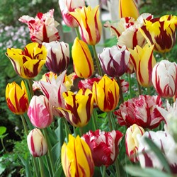 Tulpen Rembrandt Mischung - Tulipa chameleon