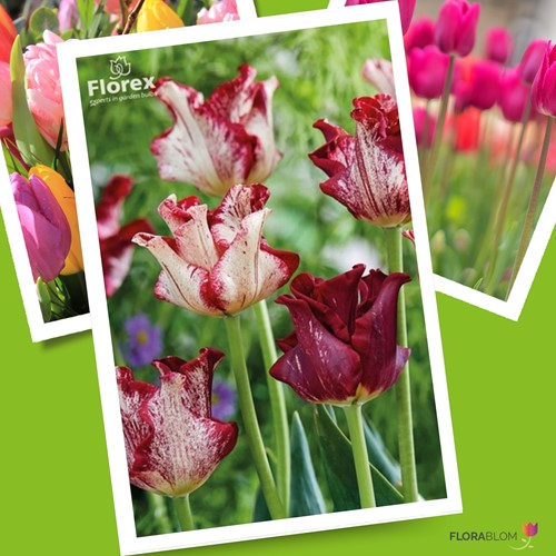 Tulpen Striped Crown – Tulipa