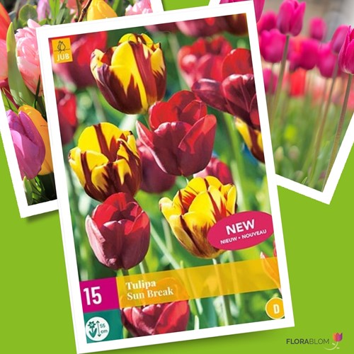 Tulpe Sun Break - Tulipa triumph