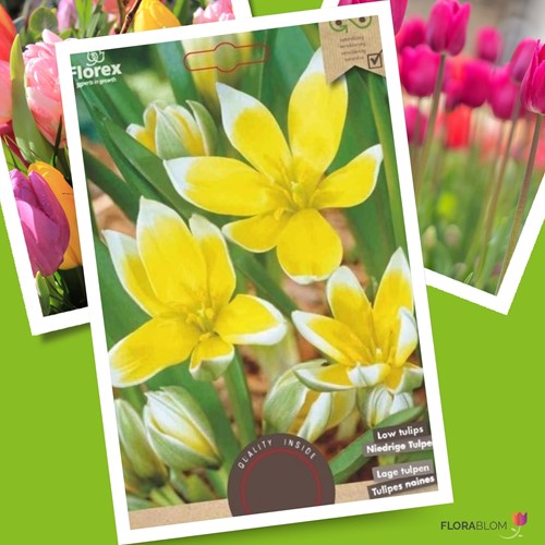 Tulpe Tarda Dasystemon