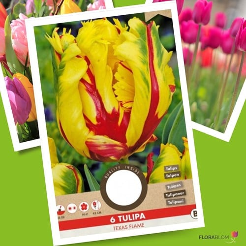 Tulpe Texas Flame - Tulipa parrot