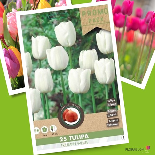 Tulpe Triumph Weiß