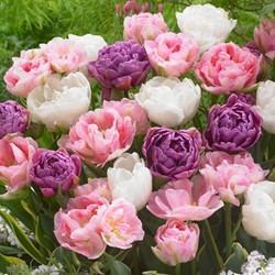 Tulip Danielle Mischung - Tulipa double
