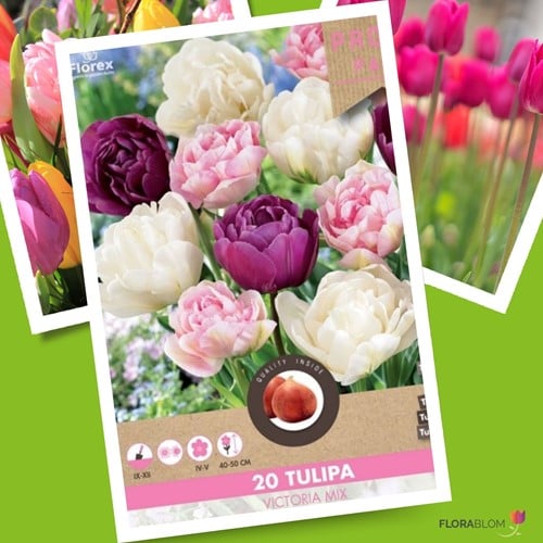 Tulip Victoria Mischung