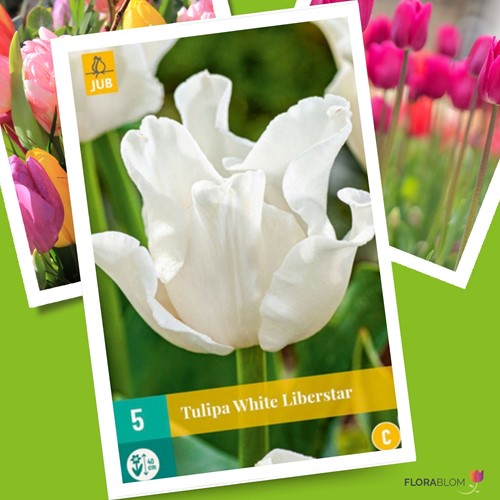 Tulpen White Liberstar – Tulipa