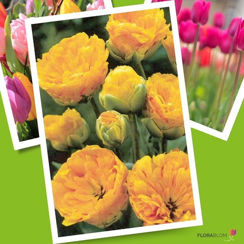 Tulpe Yellow Pomponette