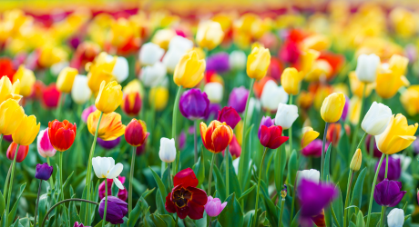 Tulpenzwiebeln pflege