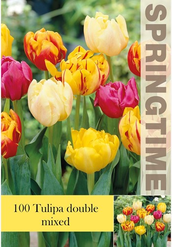 Tulpen Doppelt Mischung - Tulipa double Grosspackung (XL)