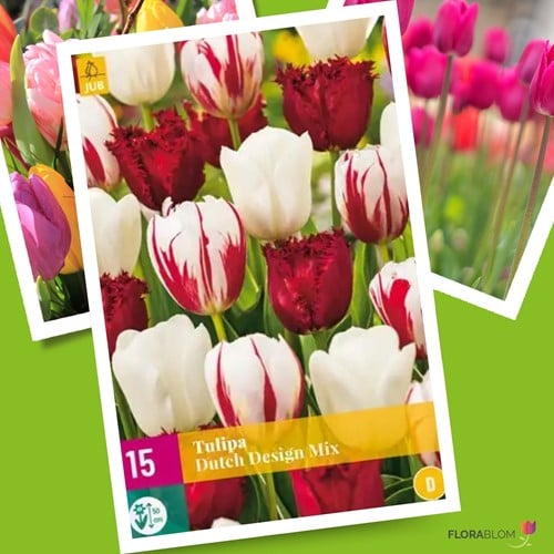 Tulpen Dutch Design Mischung - Tulipa