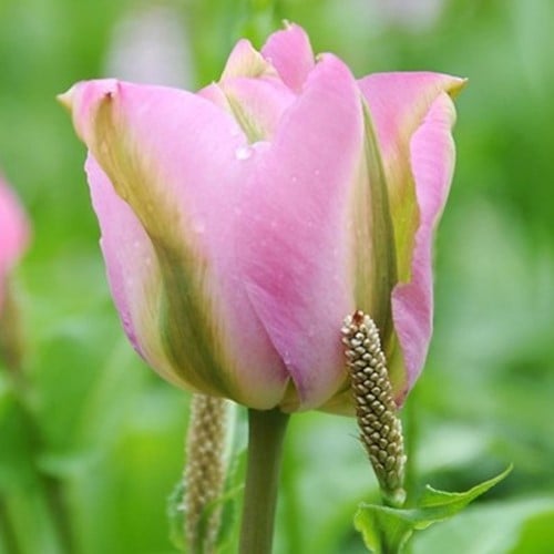 Tulpe Groenland