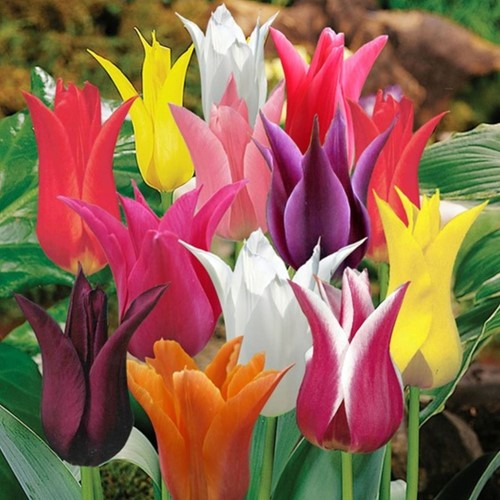 Tulpen Lilienblütig Mischung