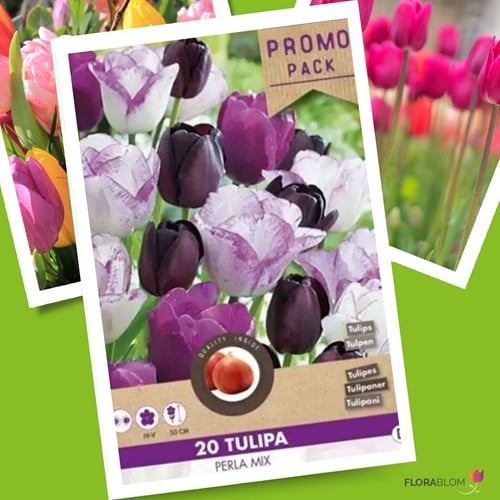 Tulpen Perla Mischung