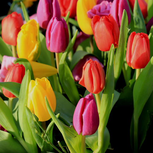 Tulpen Triumph Mischung