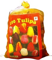 Tulpen Triumph Mix - Tulipa (XL-Verpakking)