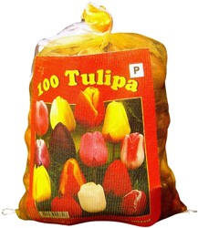 Tulpen Triumph Mix - Tulipa (XL-Verpakking)