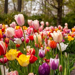 Tulpenbollen