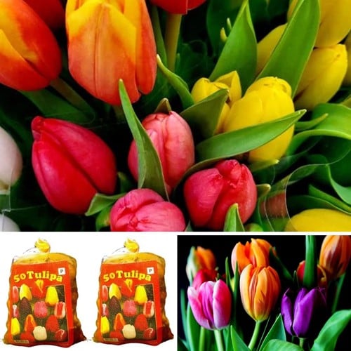 100 Tulpen Darwin Mischung (2x XL-Packung)