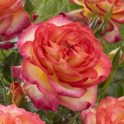 Rosa Two Colours - Rosen